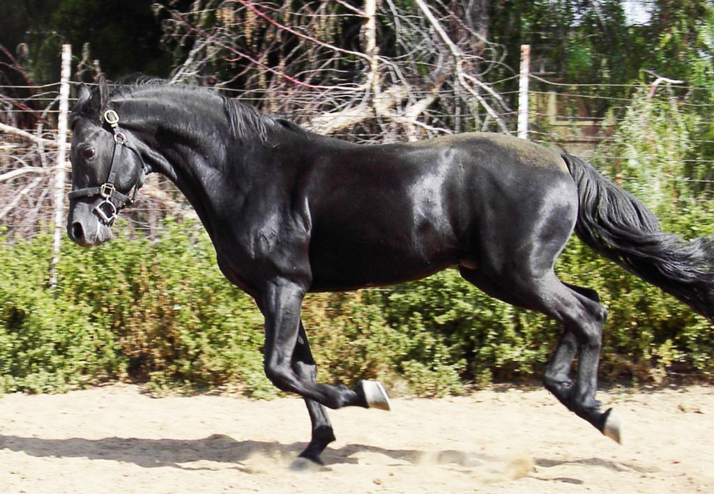 Black horse in motion, whole horse visible