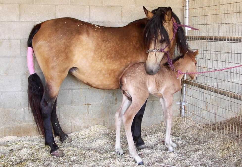 Emanuelle, buckskin mare, with her foal Querida in the stall