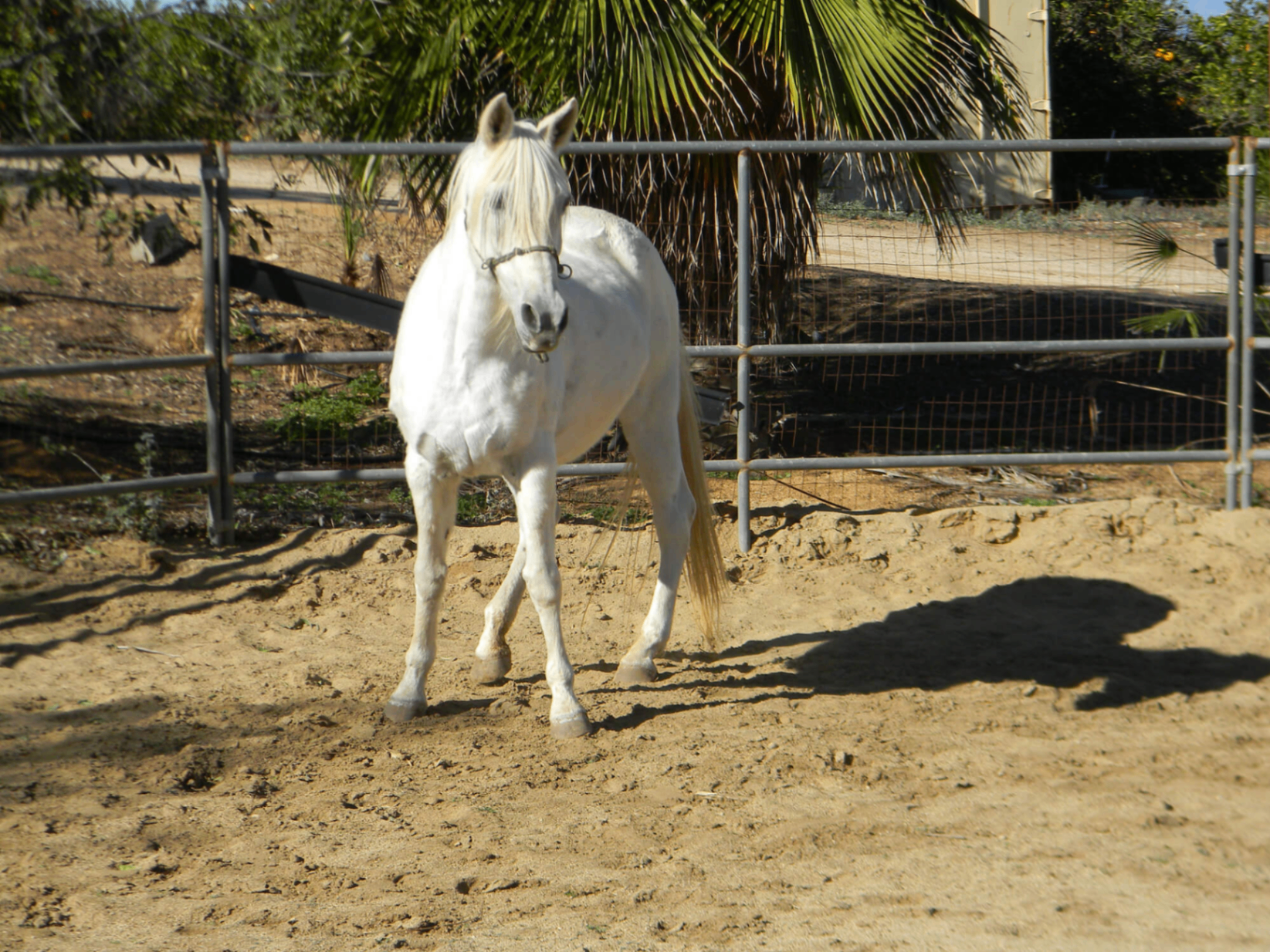 Lady walking through her pen