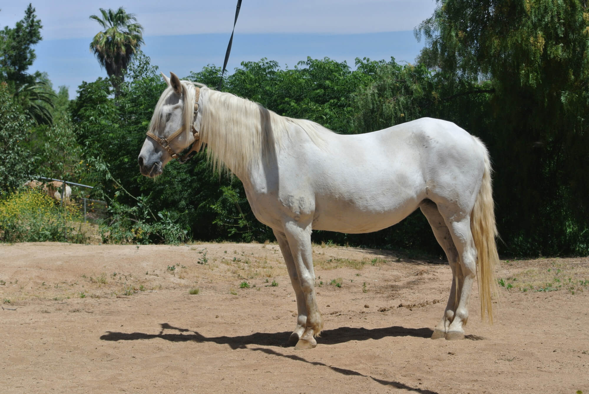 Lady, white mare standing in profile in the sunshine