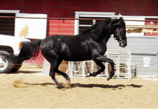 Ninja de Sao Joaquim, black stallion at full gait in competition