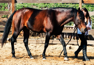 Rio de Los Cielos, bay gelding being hand-walked