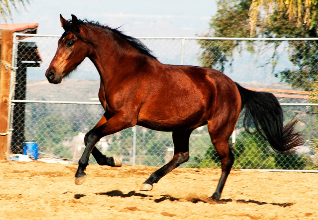 Tesoro de Los Cielos, bay stallion cantering through the arena