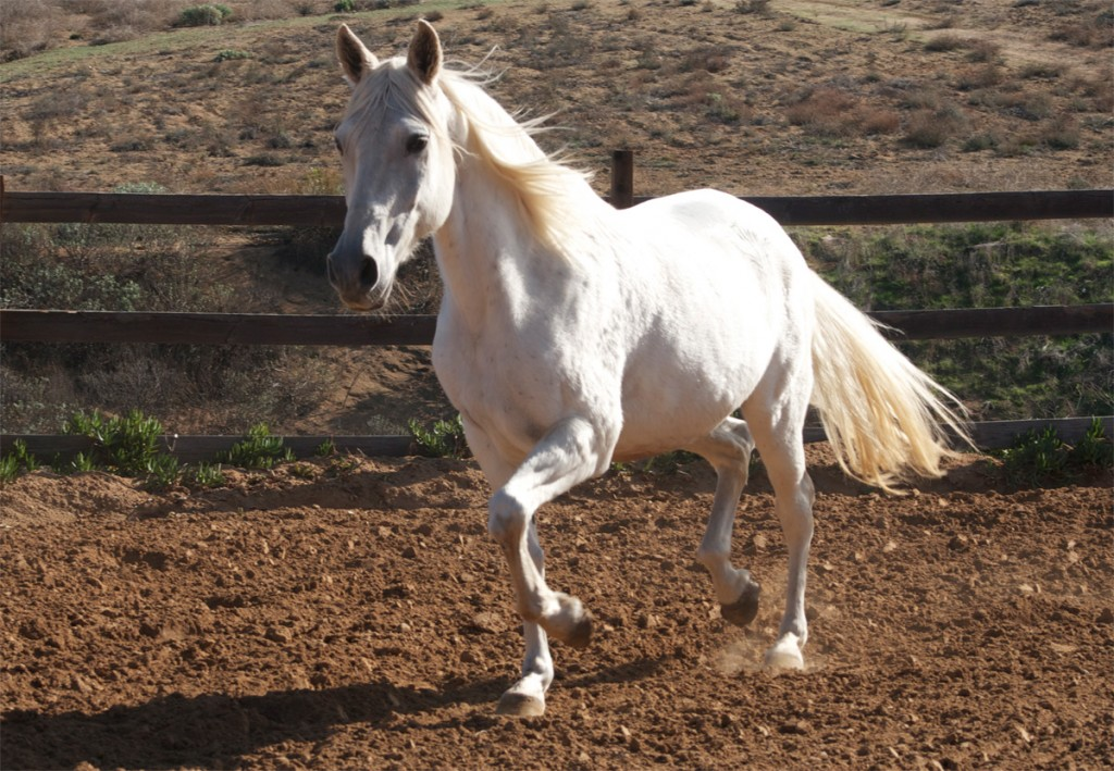 White horse cantering in the arena, whole horse visible