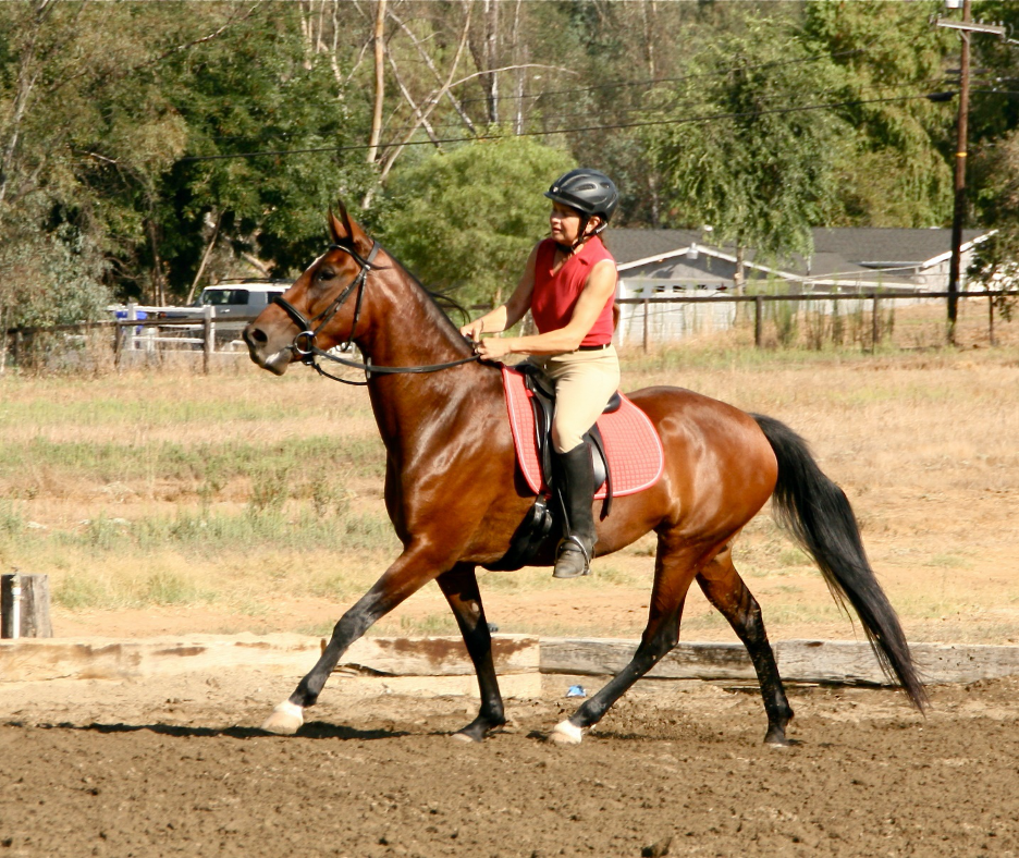 Allegria de los Cielos — bright bay mare working at trot under saddle