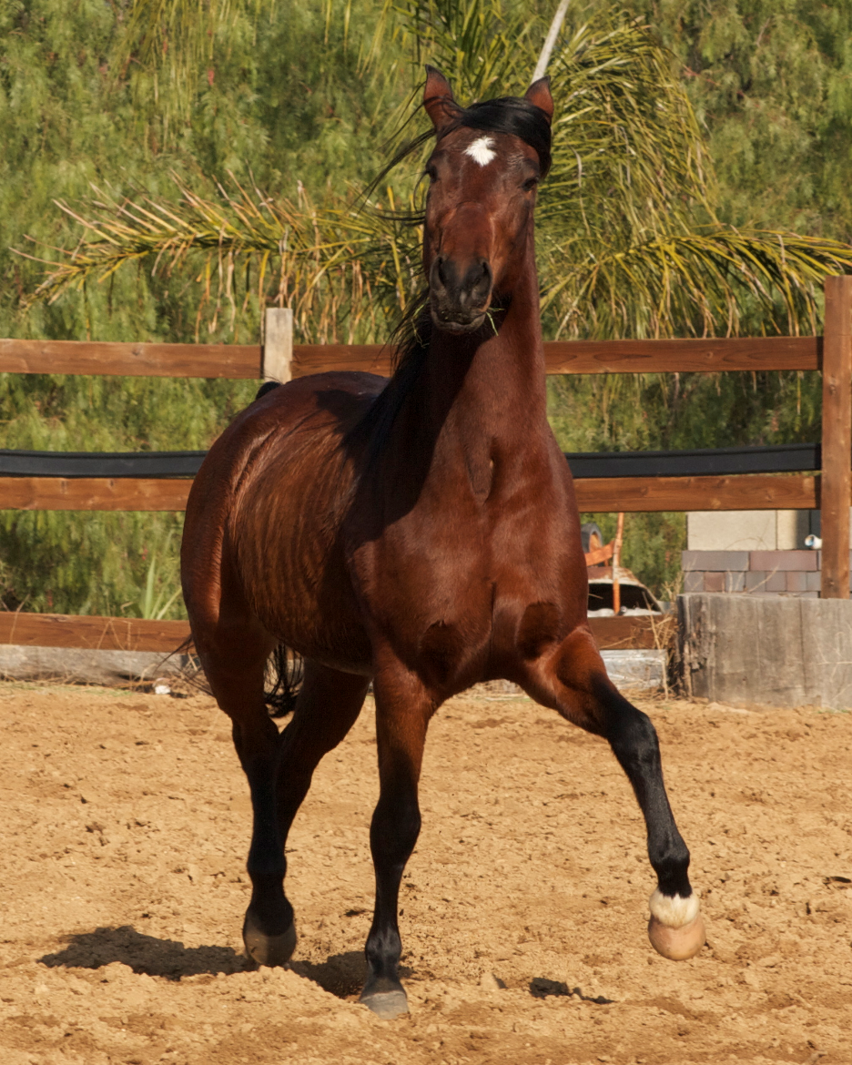 Allegria de los Cielos — bright bay mare in motion in the round pen