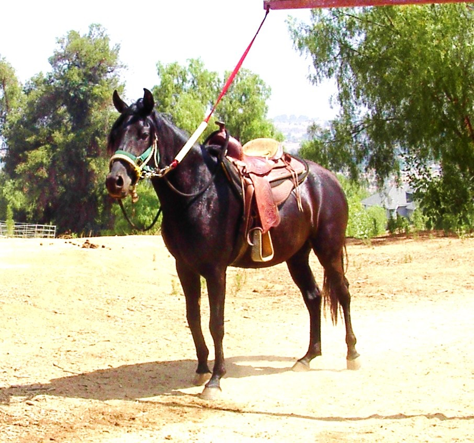 Consentida do Cascade — black Mangalarga Marchador mare under saddle