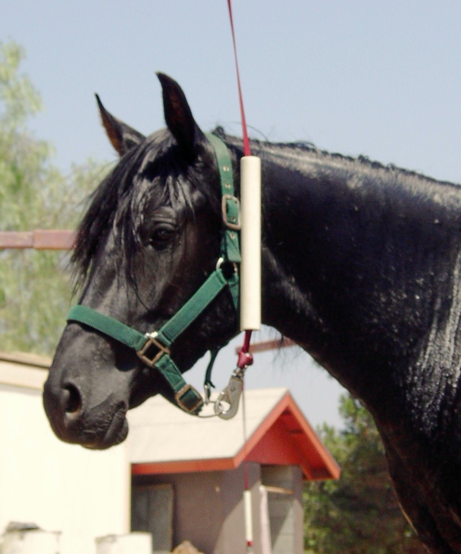 Consentida do Cascade — portrait of her head and refined neck