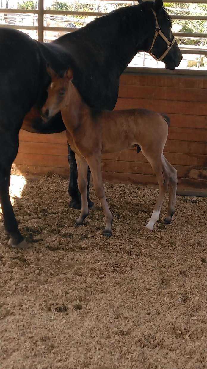 El Milagro de los Cielos standing beside his dam in the foaling stall