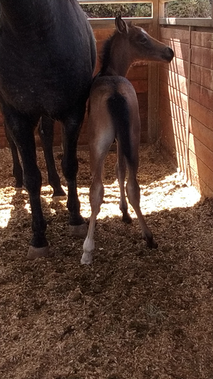 El Milagro de los Cielos from behind beside his dam in the stall